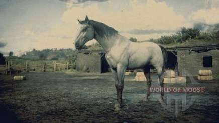 Grey Kentucky horse