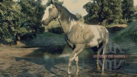 Tobiano American painthorse